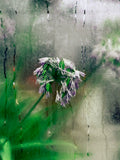 Greenhouse FL I
