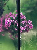 Greenhouse FL III